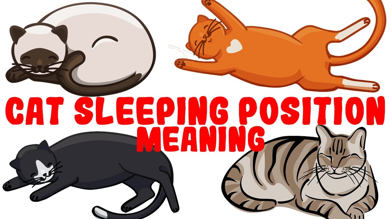 What Your Cat’s Sleeping Position Reveals About Their Health and Personality