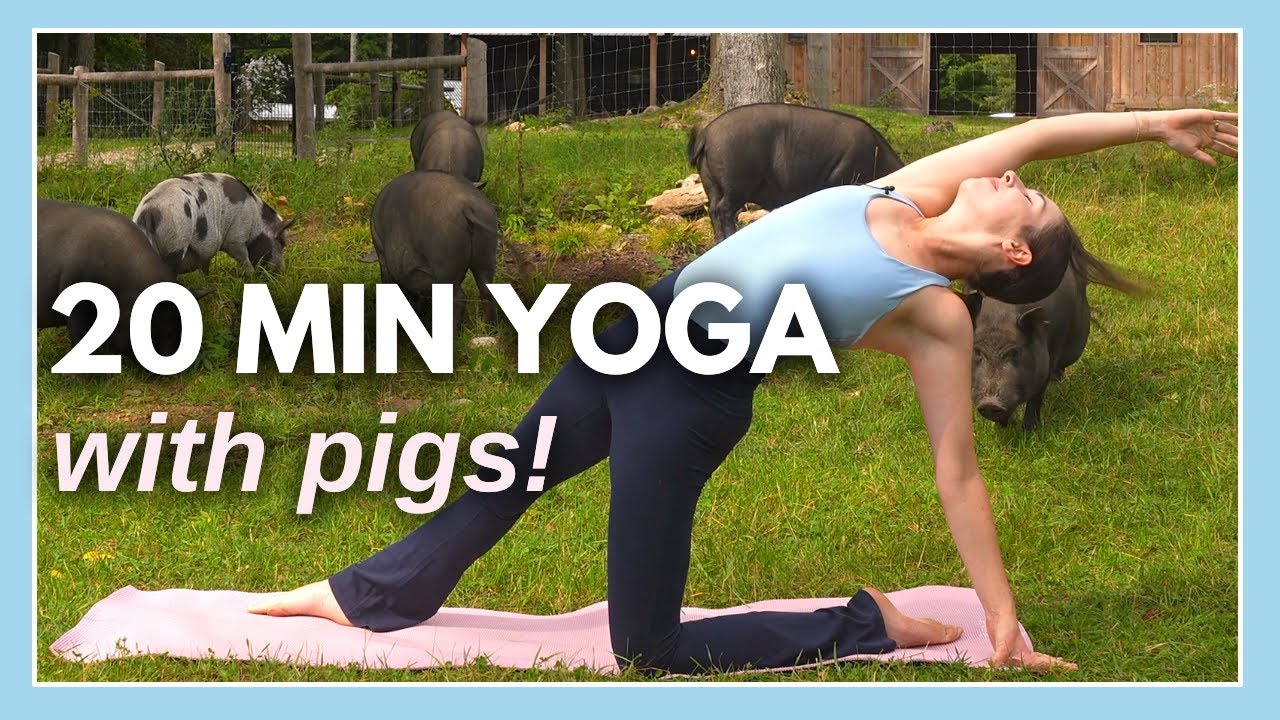20 min Intermediate Yoga Flow – Yoga with Pigs Fundraiser